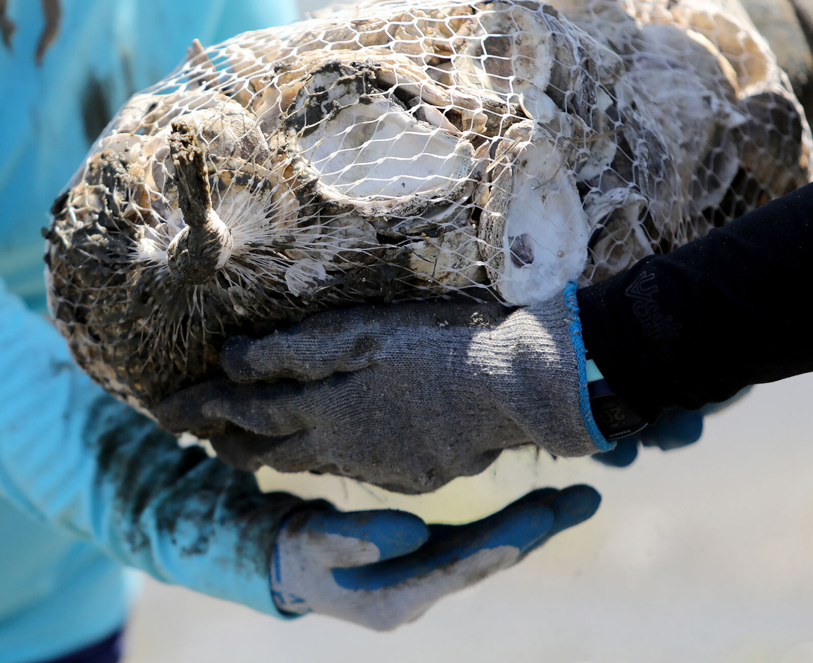 426 NMB oyster bed_JM03.JPG